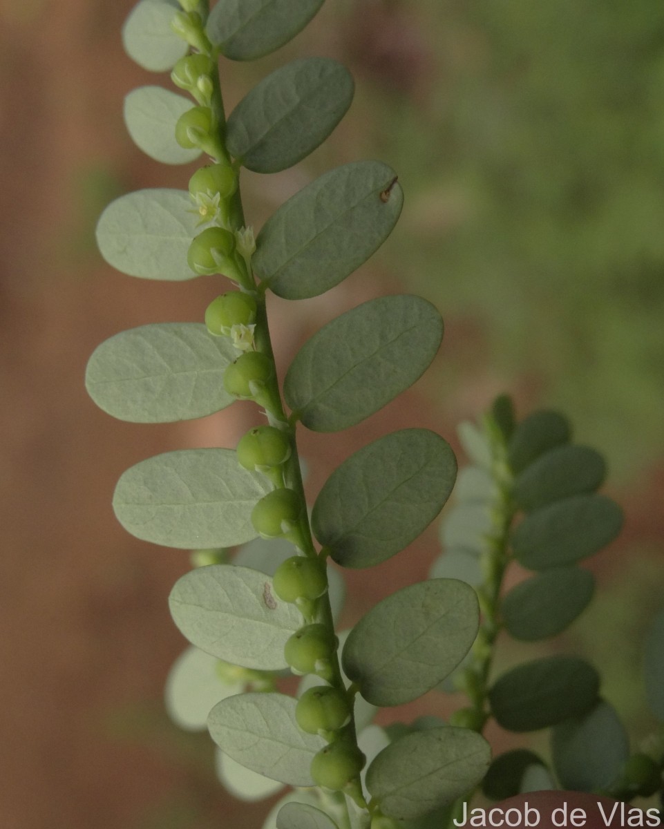 Phyllanthus amarus Schumach. & Thonn.